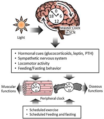 The Role of Circadian Rhythms in Muscular and Osseous Physiology and Their Regulation by Nutrition and Exercise